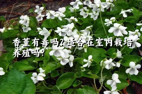 香堇有毒吗？适合在室内栽培养殖吗？