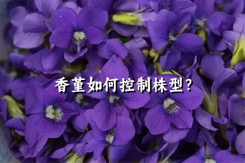 香堇如何控制株型？
