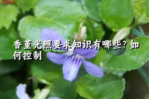 香堇光照要求知识有哪些？如何控制