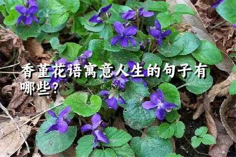 香堇花语寓意人生的句子有哪些？