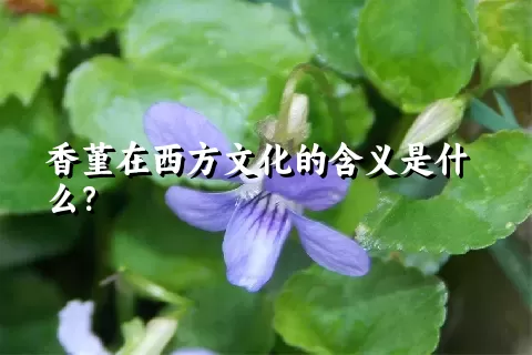 香堇在西方文化的含义是什么？