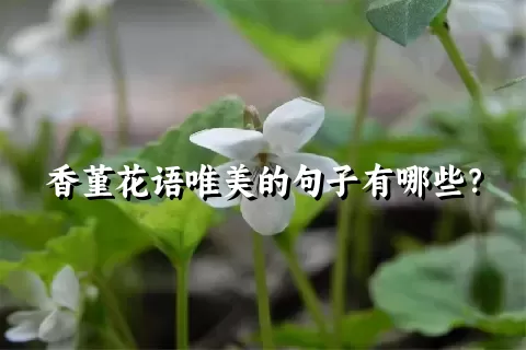 香堇花语唯美的句子有哪些？