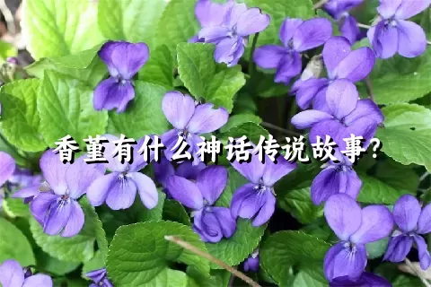 香堇有什么神话传说故事？