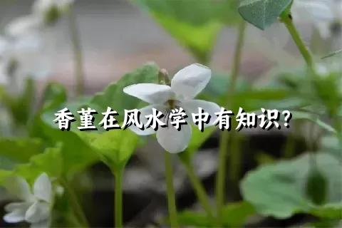 香堇在风水学中有知识？