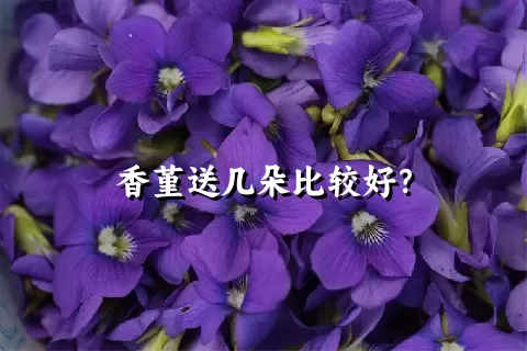 香堇送几朵比较好？