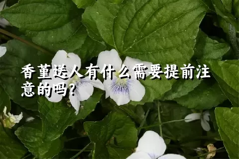 香堇送人有什么需要提前注意的吗？