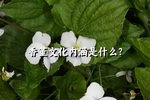 香堇文化内涵是什么？