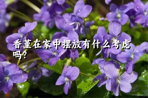 香堇在家中摆放有什么考虑吗？