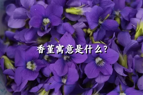 香堇寓意是什么？