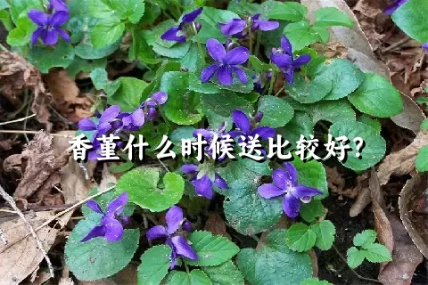 香堇什么时候送比较好？
