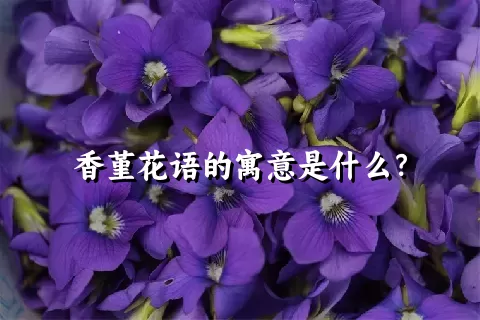 香堇花语的寓意是什么？