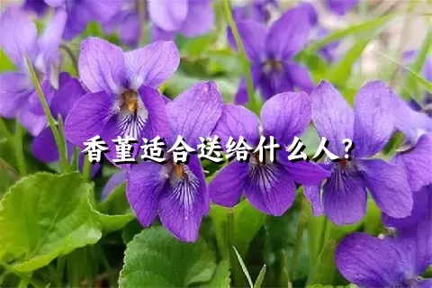 香堇适合送给什么人？