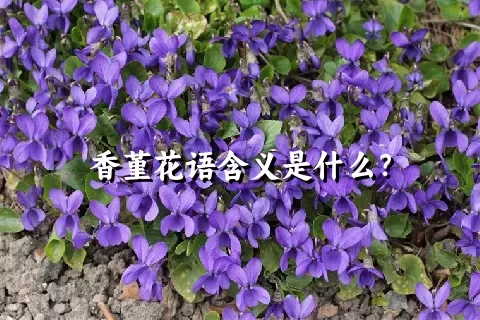 香堇花语含义是什么？