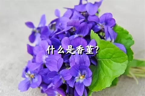 什么是香堇？