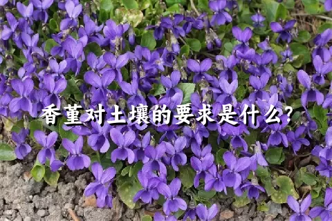 香堇对土壤的要求是什么？