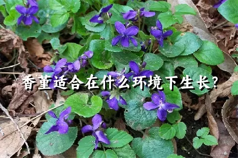 香堇适合在什么环境下生长？