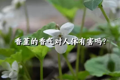 香堇的香气对人体有害吗？