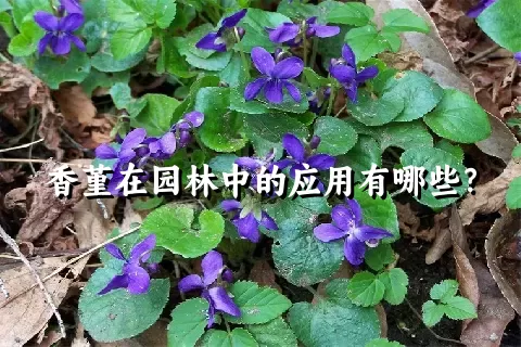 香堇在园林中的应用有哪些？