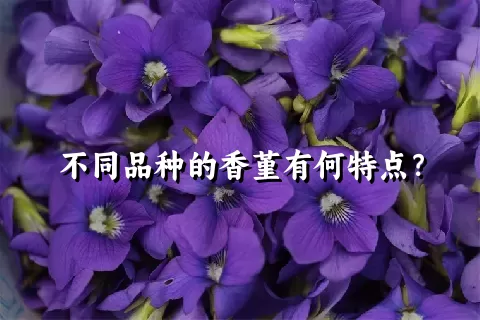 不同品种的香堇有何特点？