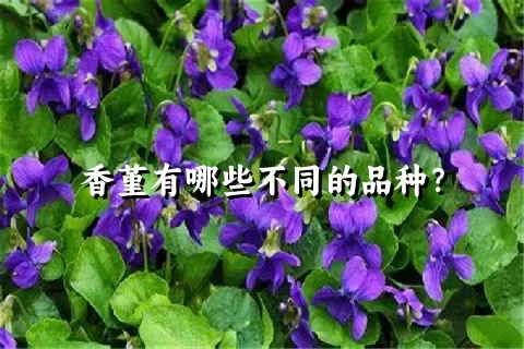 香堇有哪些不同的品种？