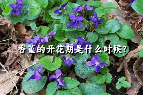 香堇的开花期是什么时候？