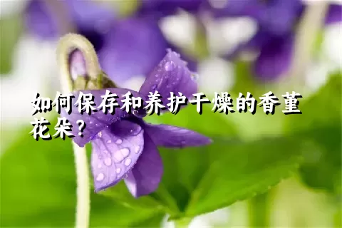 如何保存和养护干燥的香堇花朵？