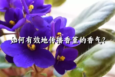 如何有效地传播香堇的香气？