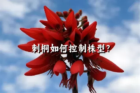 刺桐如何控制株型？