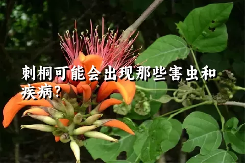 刺桐可能会出现那些害虫和疾病？