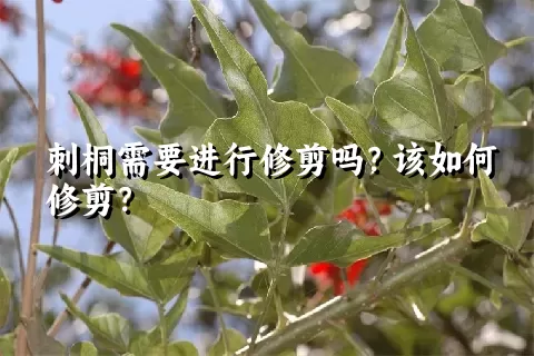 刺桐需要进行修剪吗？该如何修剪？