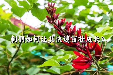 刺桐如何让其快速茁壮成长？
