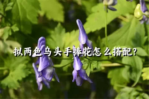 拟两色乌头手捧花怎么搭配？