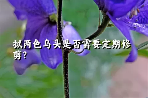 拟两色乌头是否需要定期修剪？