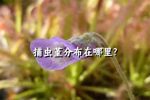 捕虫堇分布在哪里?