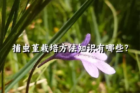 捕虫堇栽培方法知识有哪些？