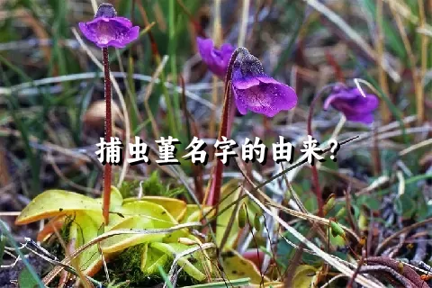 捕虫堇名字的由来？