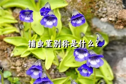 捕虫堇别称是什么？