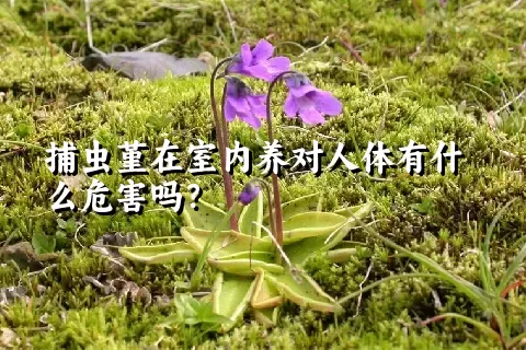 捕虫堇在室内养对人体有什么危害吗？