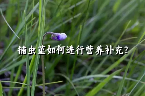 捕虫堇如何进行营养补充？