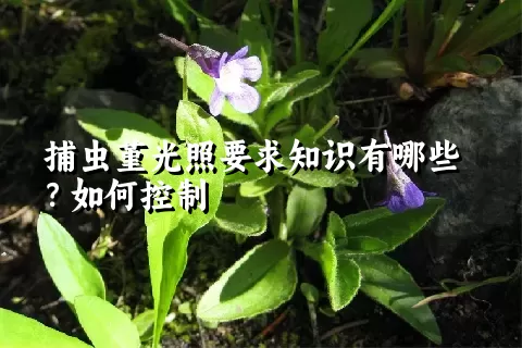 捕虫堇光照要求知识有哪些？如何控制